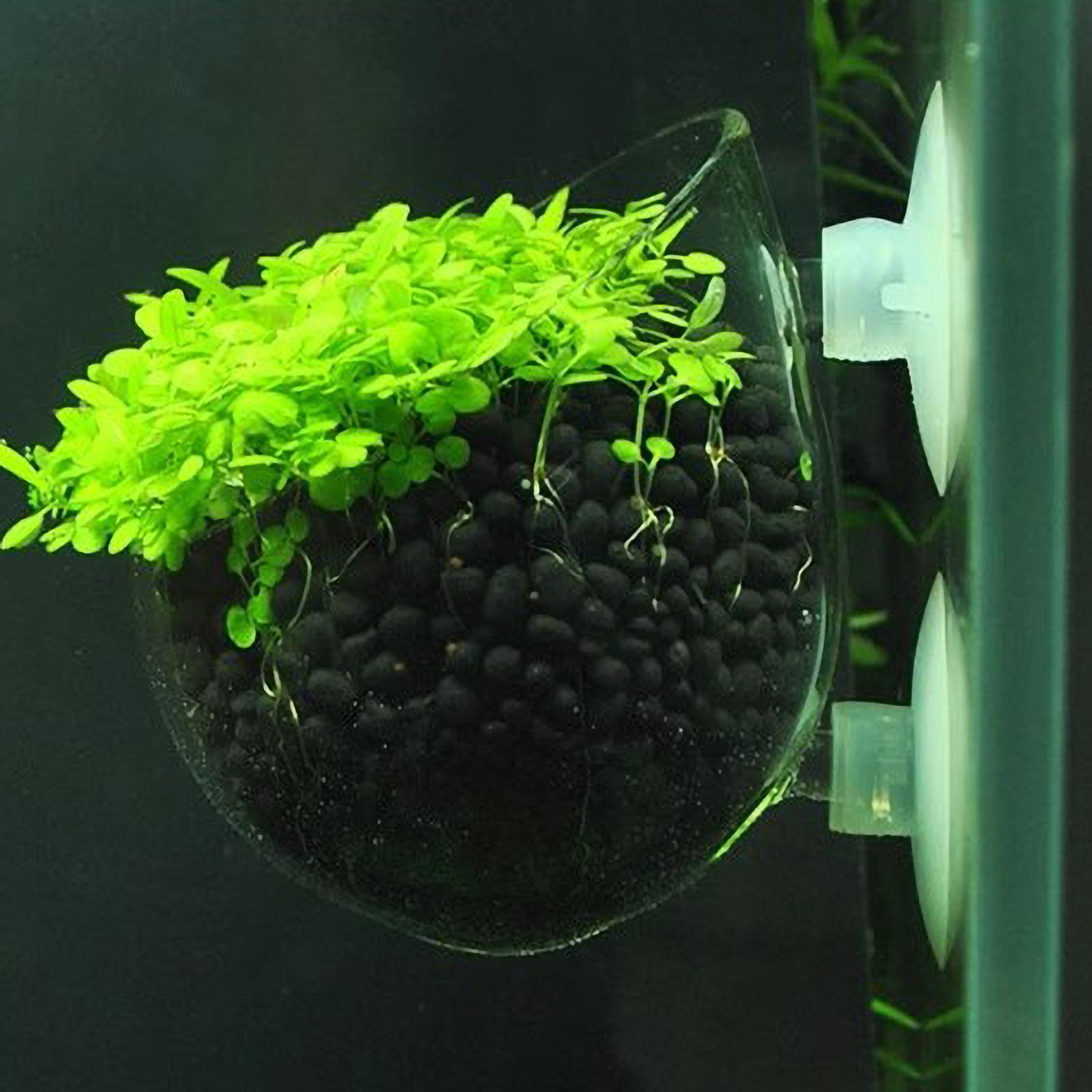 Plant Aquarium Pot - ที่วางต้นไม้ในตู้ปลา กระถางแก้วสำหรับปลูกพืชน้ำ พร้อมจุกดูดสุญญากาศ สำหรับปลูกพืชสดในตู้ปลา ที่วางต้นไม้ในตู้ปลา ของตกแต่งตู้ปลา