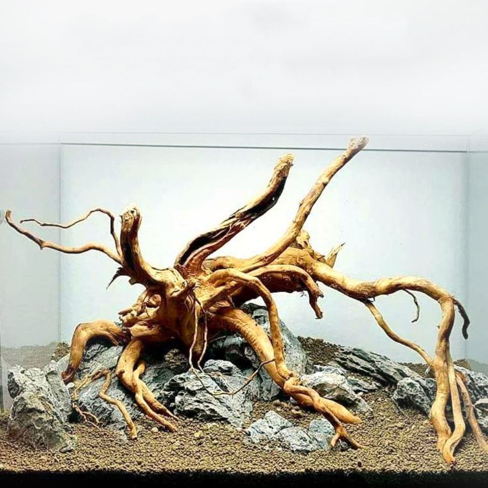 Aquarium Driftwood - ไม้ลอยน้ำขนาดใหญ่ 20-25 ซม. สำหรับตกแต่งตู้ปลา ต้นไม้จำลอง ตกแต่งตู้ปลา