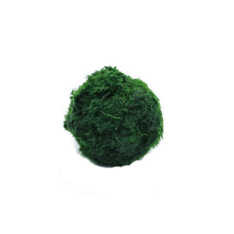 Live Plant Aquarium - มาริโม่ มอสบอล ต้นไม้ประดับตู้ปลา สาหร่าย ตกแต่งตู้ปลา ปลากุ้ง