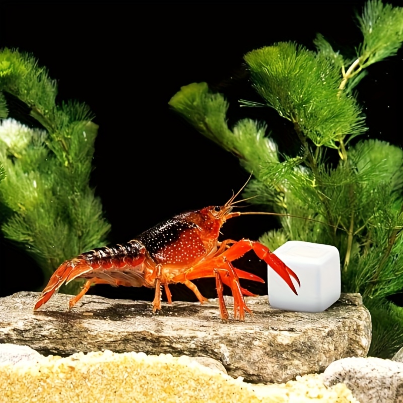 Aquarium Plants Live - หินแคลเซียมสำหรับตู้ปลา 6 ชิ้น อุปกรณ์ตกแต่งตู้ปลา หินลับกรามสำหรับสัตว์เลื้อยคลาน เต่า