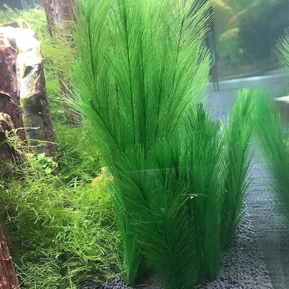 1/3Pcs 28/40 ซม.Aquarium Fish  - Live Plant Aquarium บทวิจารณ์และราคา