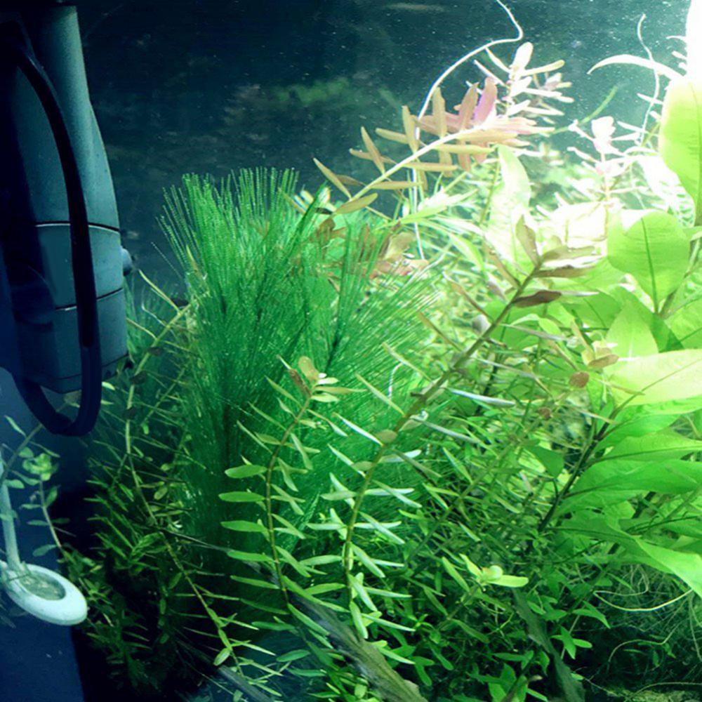 1/3Pcs 28/40 ซม.Aquarium Fish  - Live Plant Aquarium บทวิจารณ์และราคา