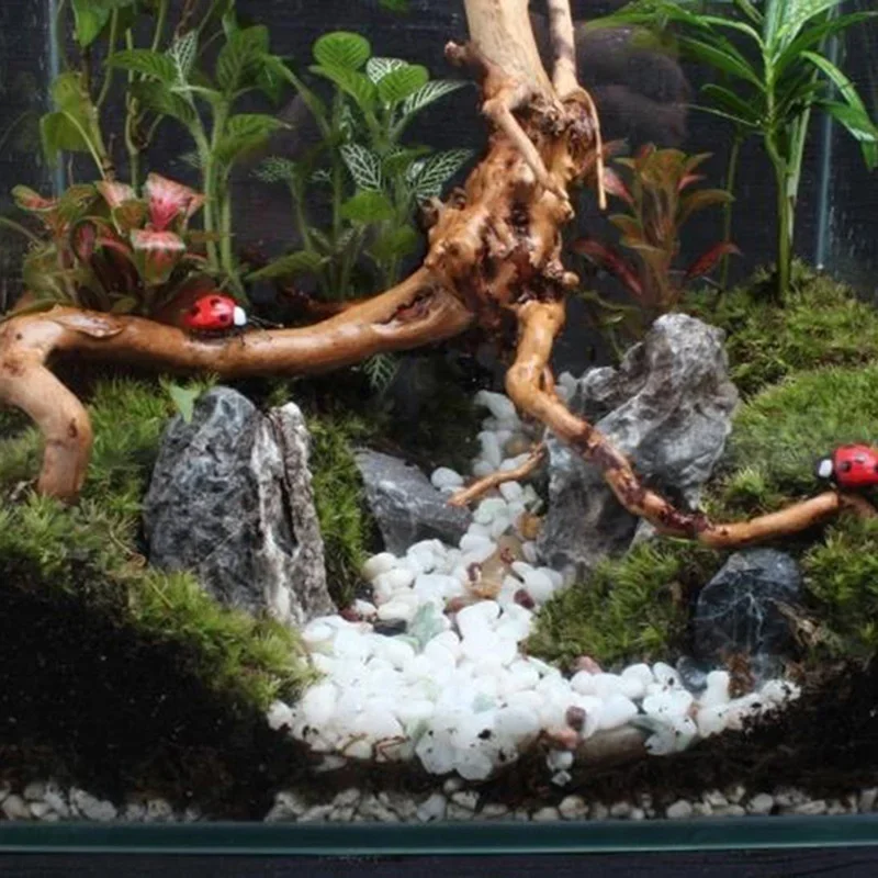 ต้นไม้ธรรมชาติลำต้นไม้ดริฟท์วู - Aquarium Driftwood บทวิจารณ์และราคา