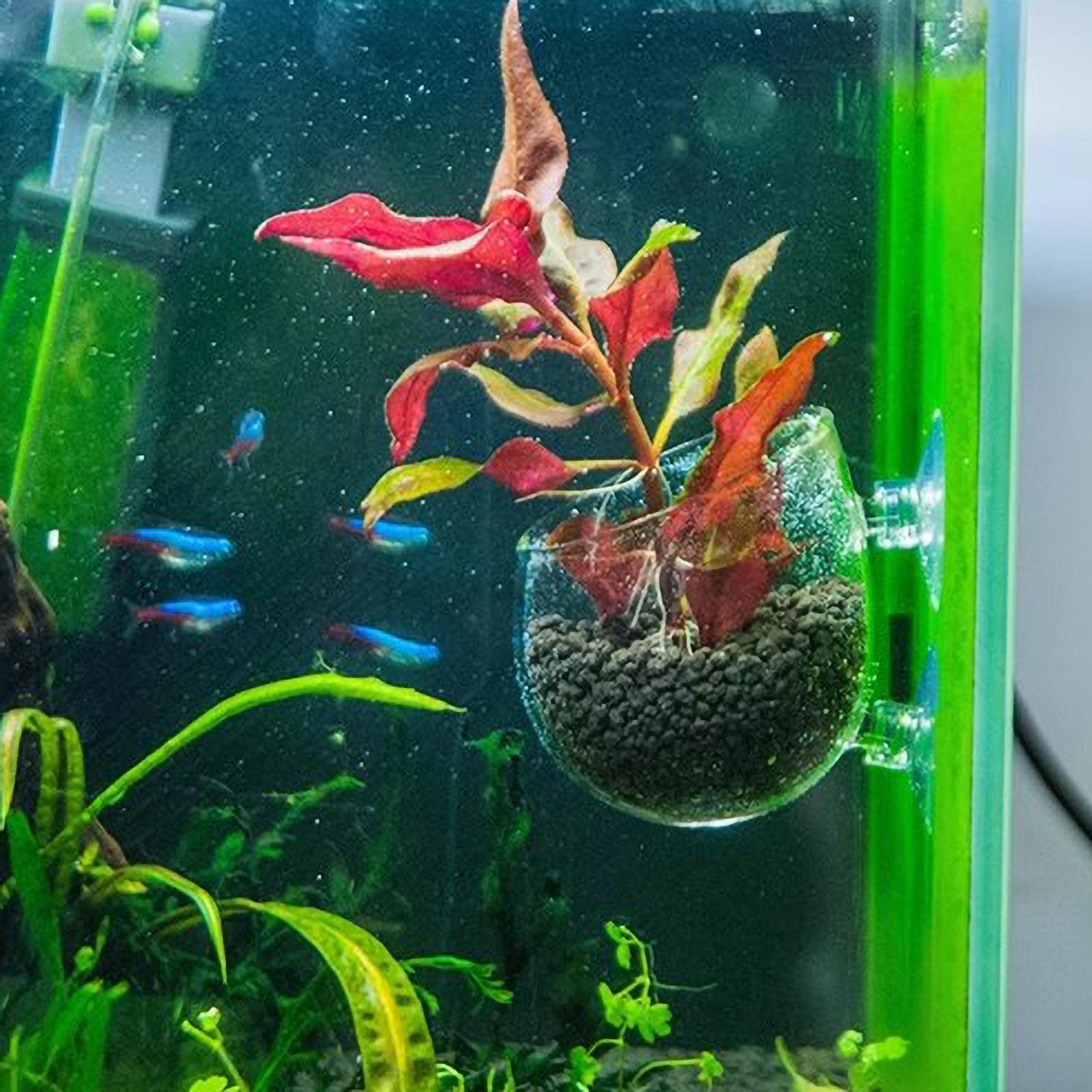 ที่วางต้นไม้ในตู้ปลา กระถางแก้ - Plant Aquarium Pot บทวิจารณ์และราคา