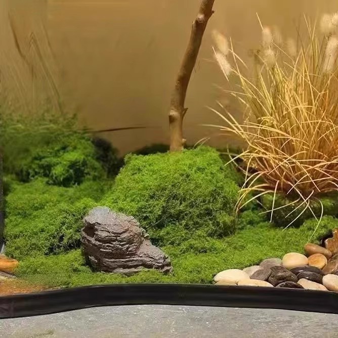 มอสอมตะ 200 กรัม สำหรับงาน DIY - Aquarium Moss บทวิจารณ์และราคา