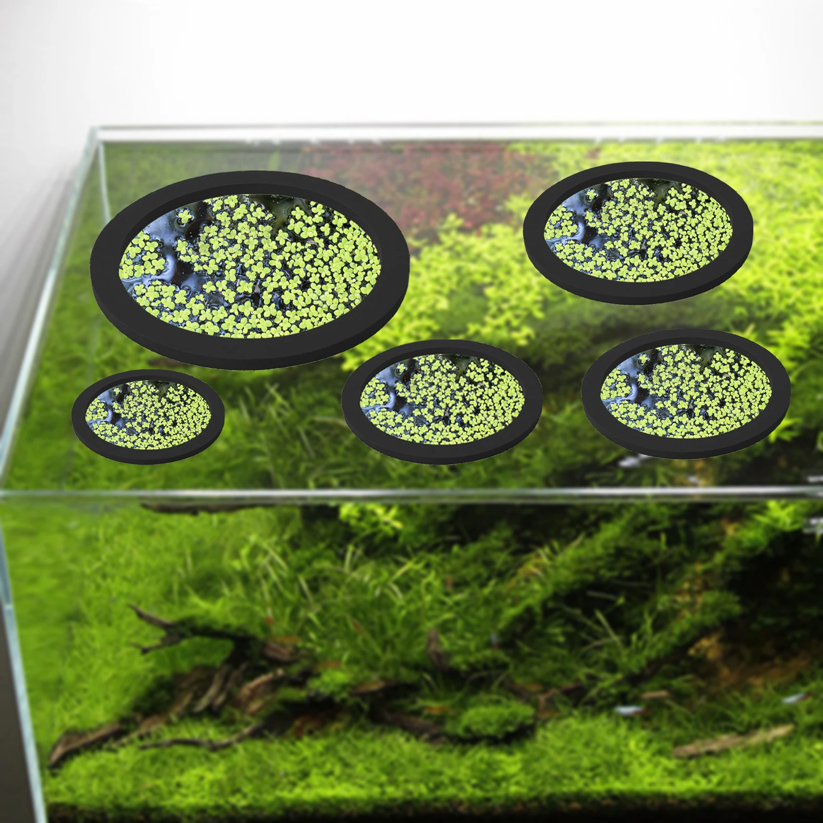 5 ชิ้น EVA ปลา Feeding แหวน Aq - Planted Tank บทวิจารณ์และราคา