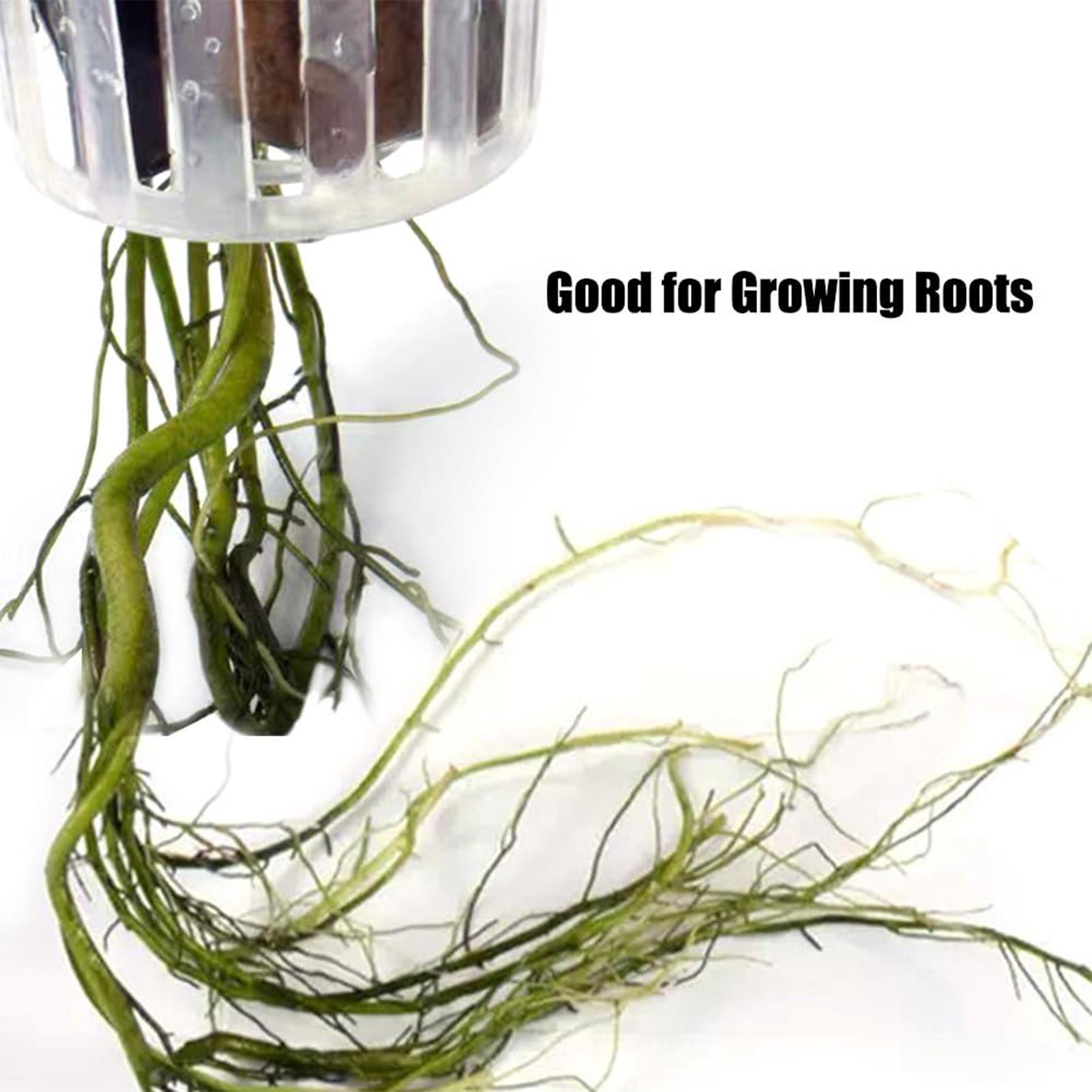 2 ชิ้น ที่แขวนต้นไม้น้ำแบบมีรู - Aquarium Plant Holder บทวิจารณ์และราคา