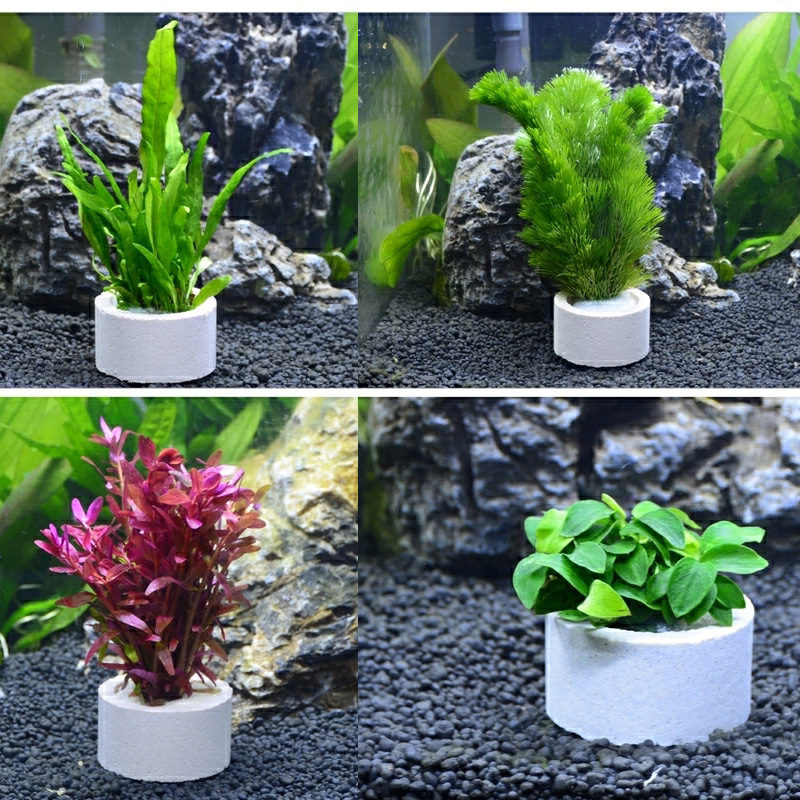 แหวนเซรามิกตกแต่งตู้ปลา, หม้อใ - Plant Aquarium Pot บทวิจารณ์และราคา