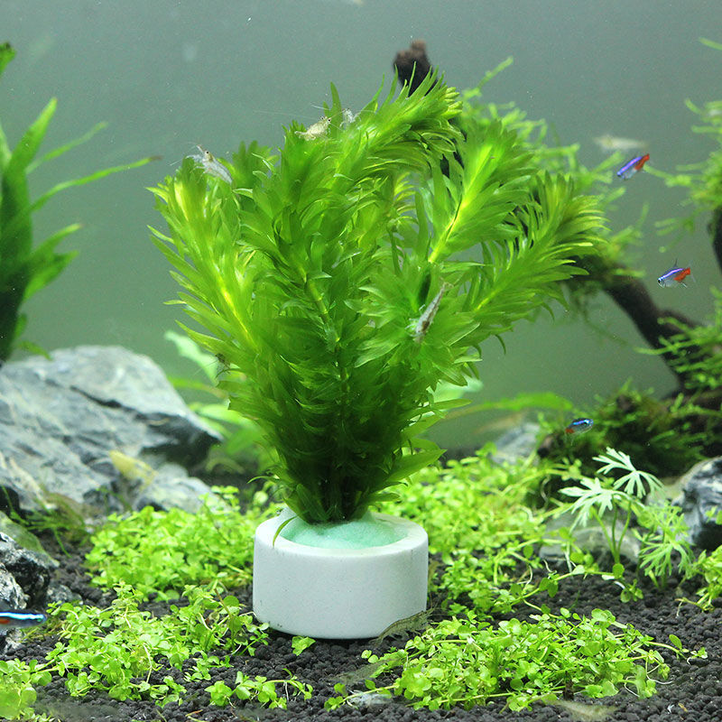 แหวนเซรามิกตกแต่งตู้ปลา, หม้อใ - Plant Aquarium Pot บทวิจารณ์และราคา
