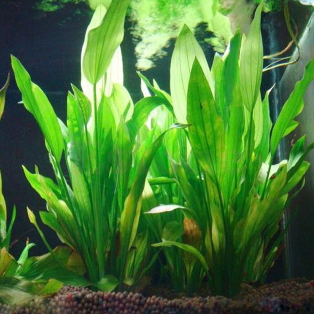 15 ซม.ประดิษฐ์ Aquarium Decor  - Live Plant Aquarium บทวิจารณ์และราคา