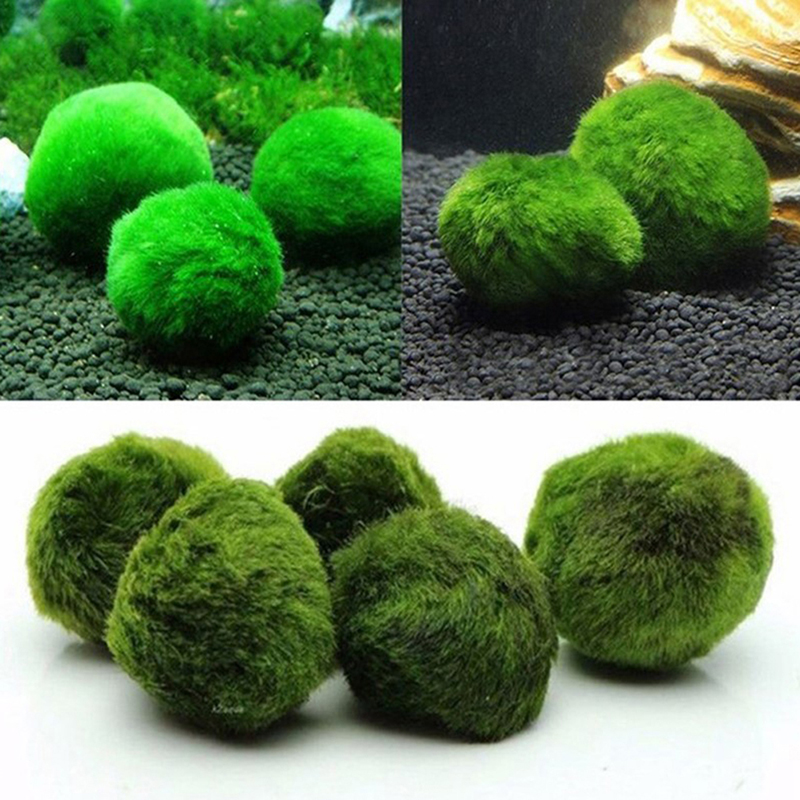 มาริโม่ มอสบอล ต้นไม้ประดับตู้ - Live Plant Aquarium บทวิจารณ์และราคา