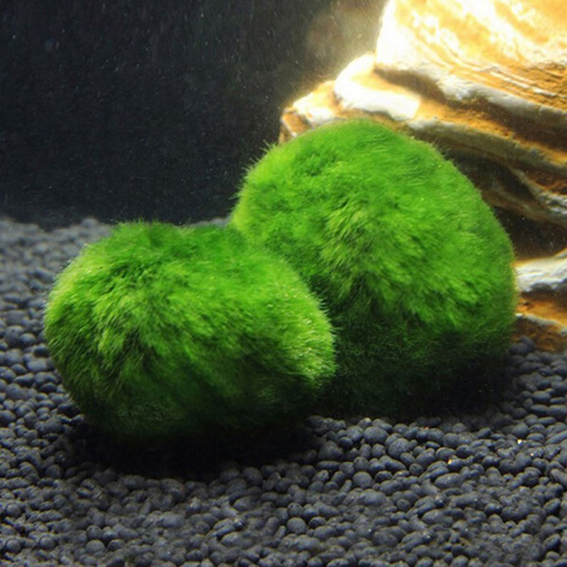 มาริโม่ มอสบอล ต้นไม้ประดับตู้ - Live Plant Aquarium บทวิจารณ์และราคา