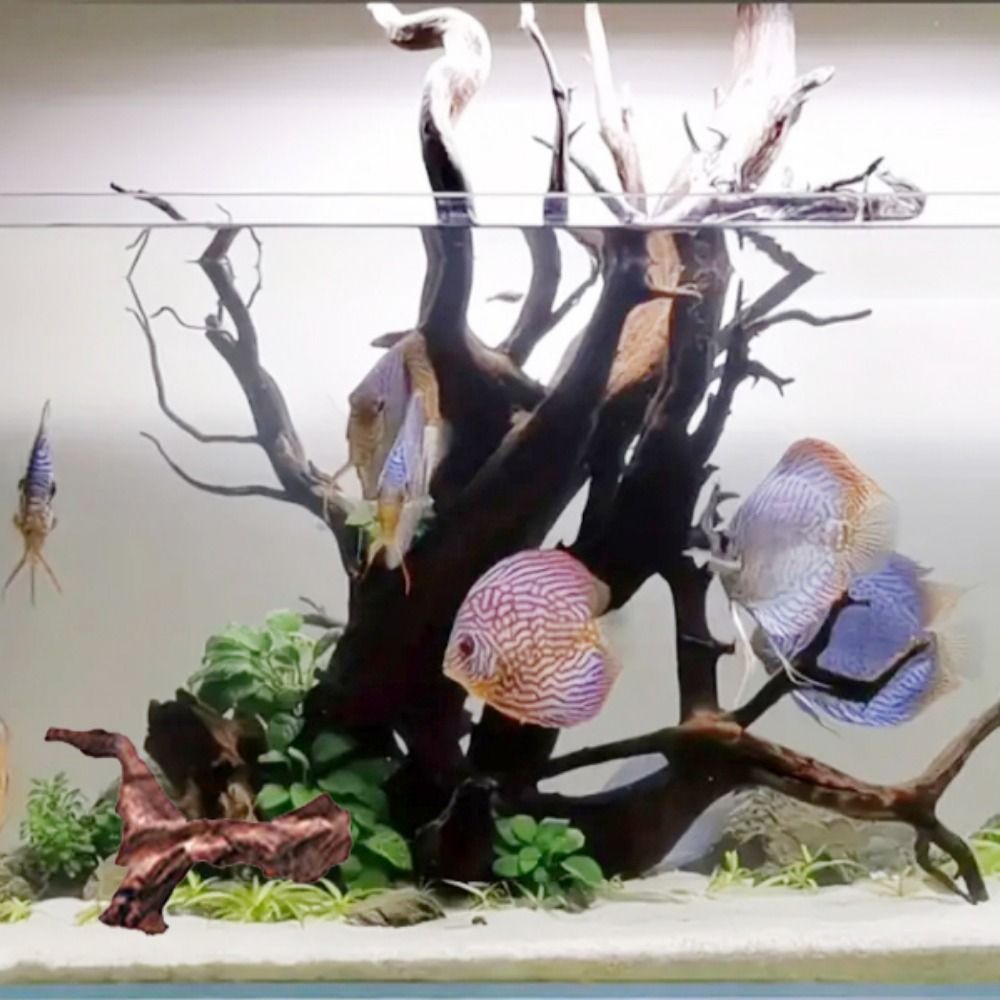 ไม้ปะการังรูปทรงแปลกตา ไม้ธรรม - Aquarium Driftwood บทวิจารณ์และราคา
