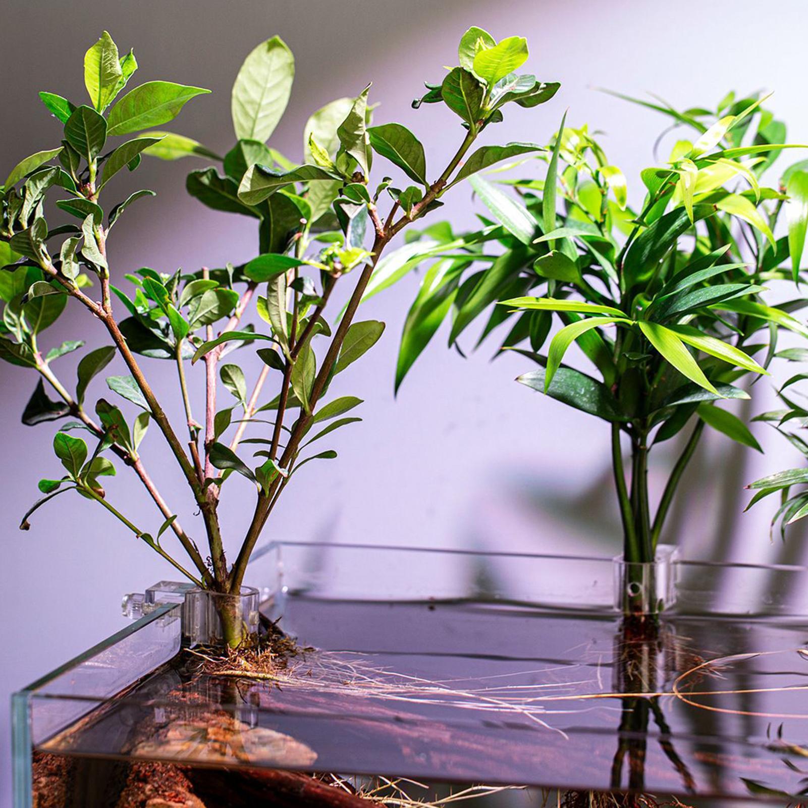 ที่แขวนต้นไม้ในตู้ปลาแบบใส 6 ช - Aquarium Plants Live บทวิจารณ์และราคา