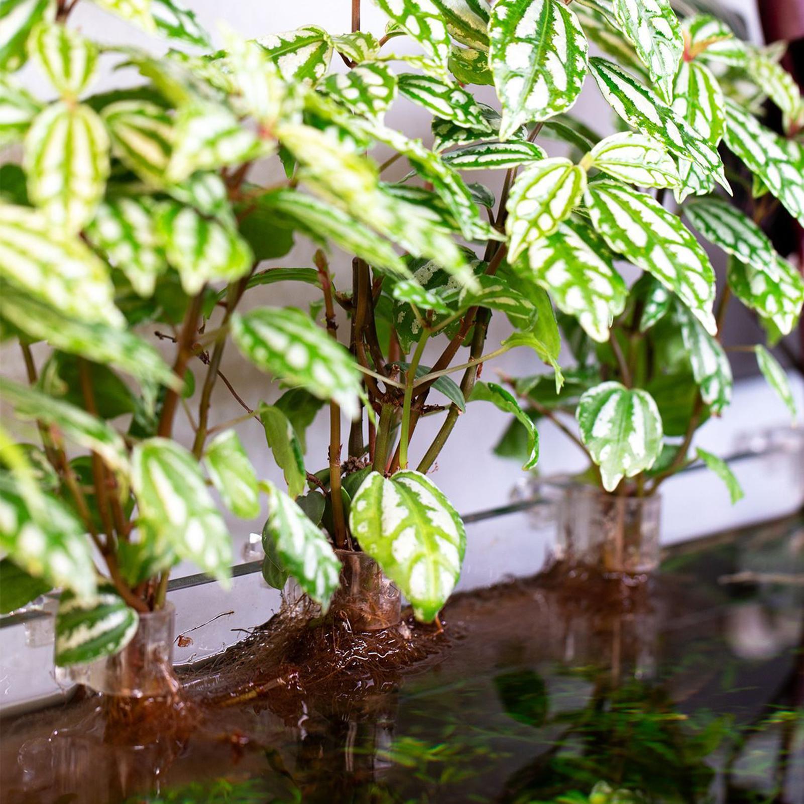 ที่แขวนต้นไม้ในตู้ปลาแบบใส 6 ช - Aquarium Plants Live บทวิจารณ์และราคา