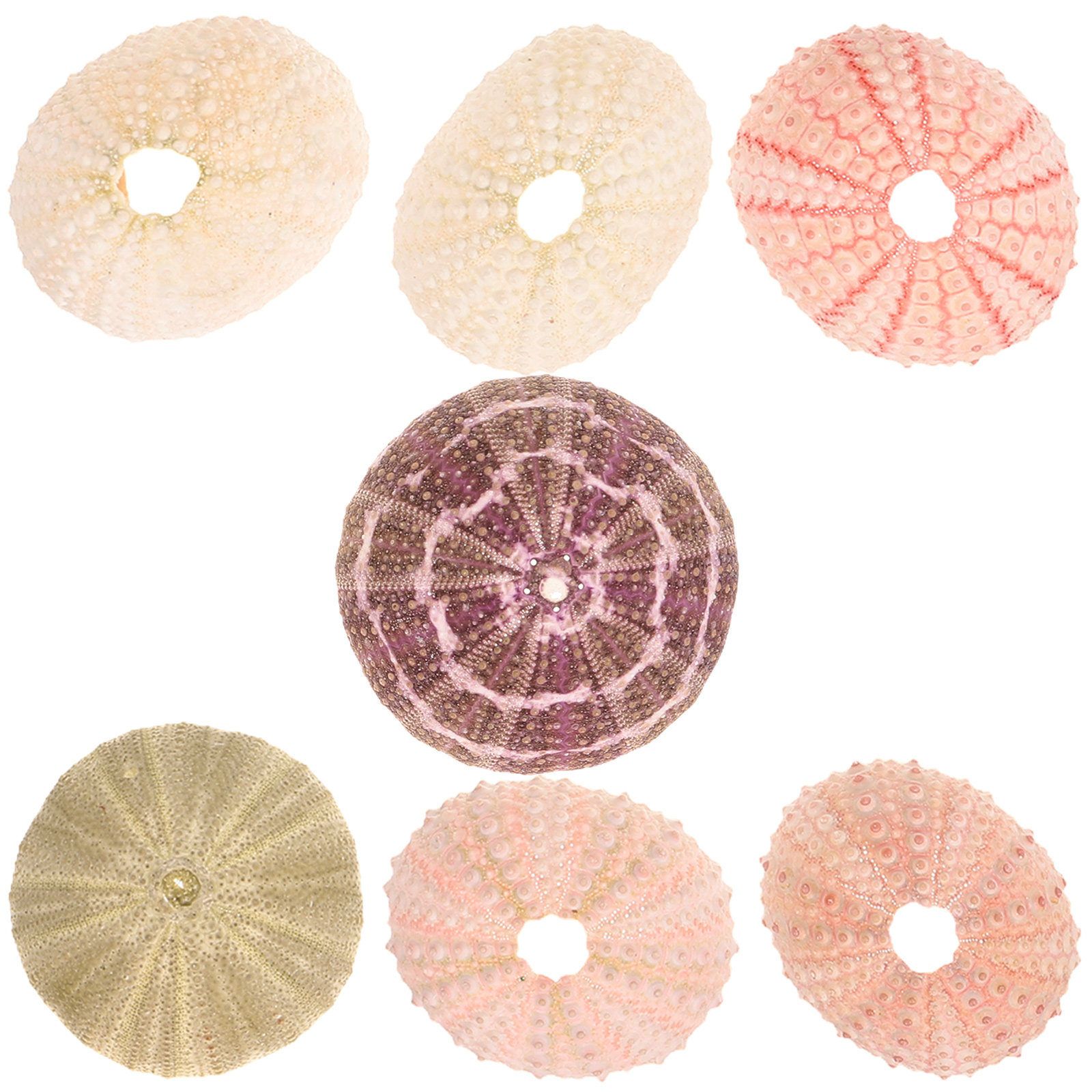 7 ชิ้น ที่วางต้นไม้ในอากาศรูปเ - Aquarium Plant Holder บทวิจารณ์และราคา