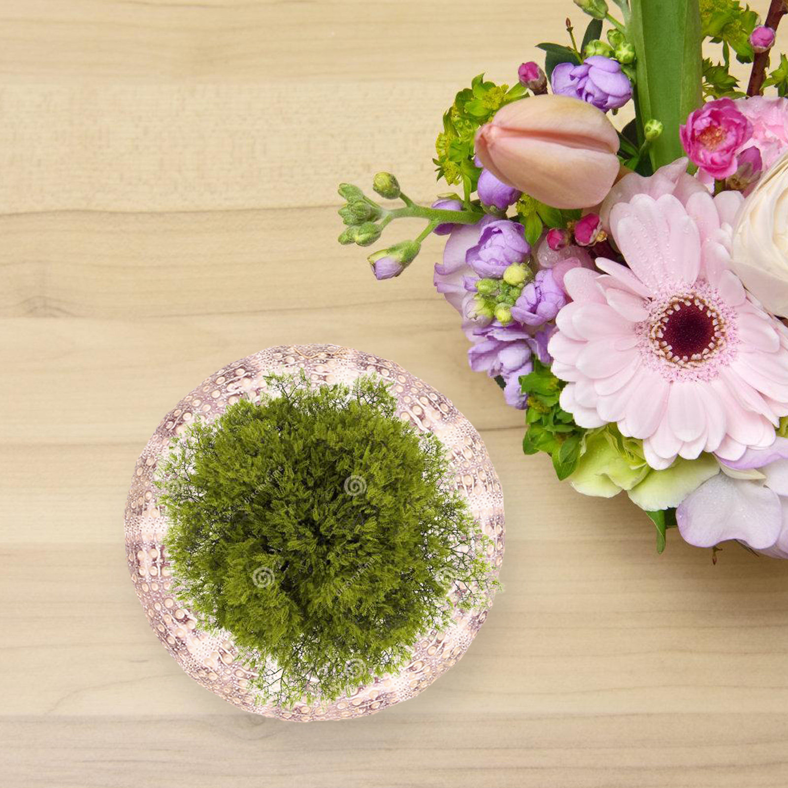 7 ชิ้น ที่วางต้นไม้ในอากาศรูปเ - Aquarium Plant Holder บทวิจารณ์และราคา