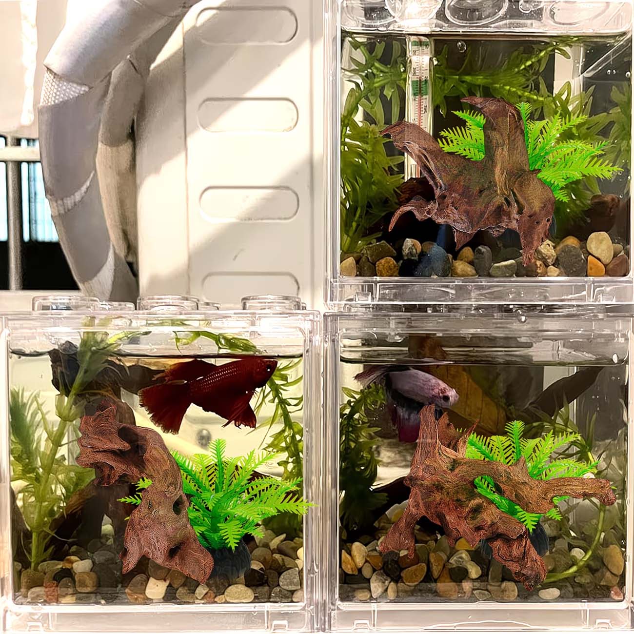 ไม้ลอยน้ำธรรมชาติขนาด 5-10 ซม. - Aquarium Driftwood บทวิจารณ์และราคา