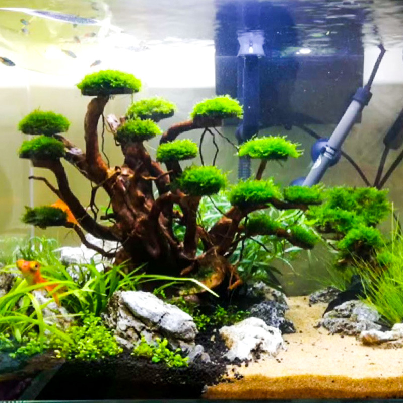 ต้นไม้ประดับตู้ปลา ตกแต่งด้วยม - Aquarium Driftwood บทวิจารณ์และราคา